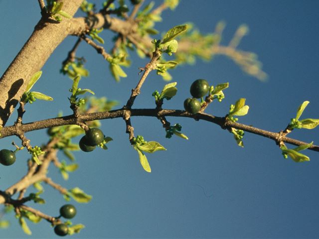 Afrocanthium gilfillanii  unripe fruit